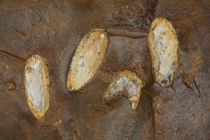 Four Unidentified Fossil Seeds From North Dakota - Paleocene #95367